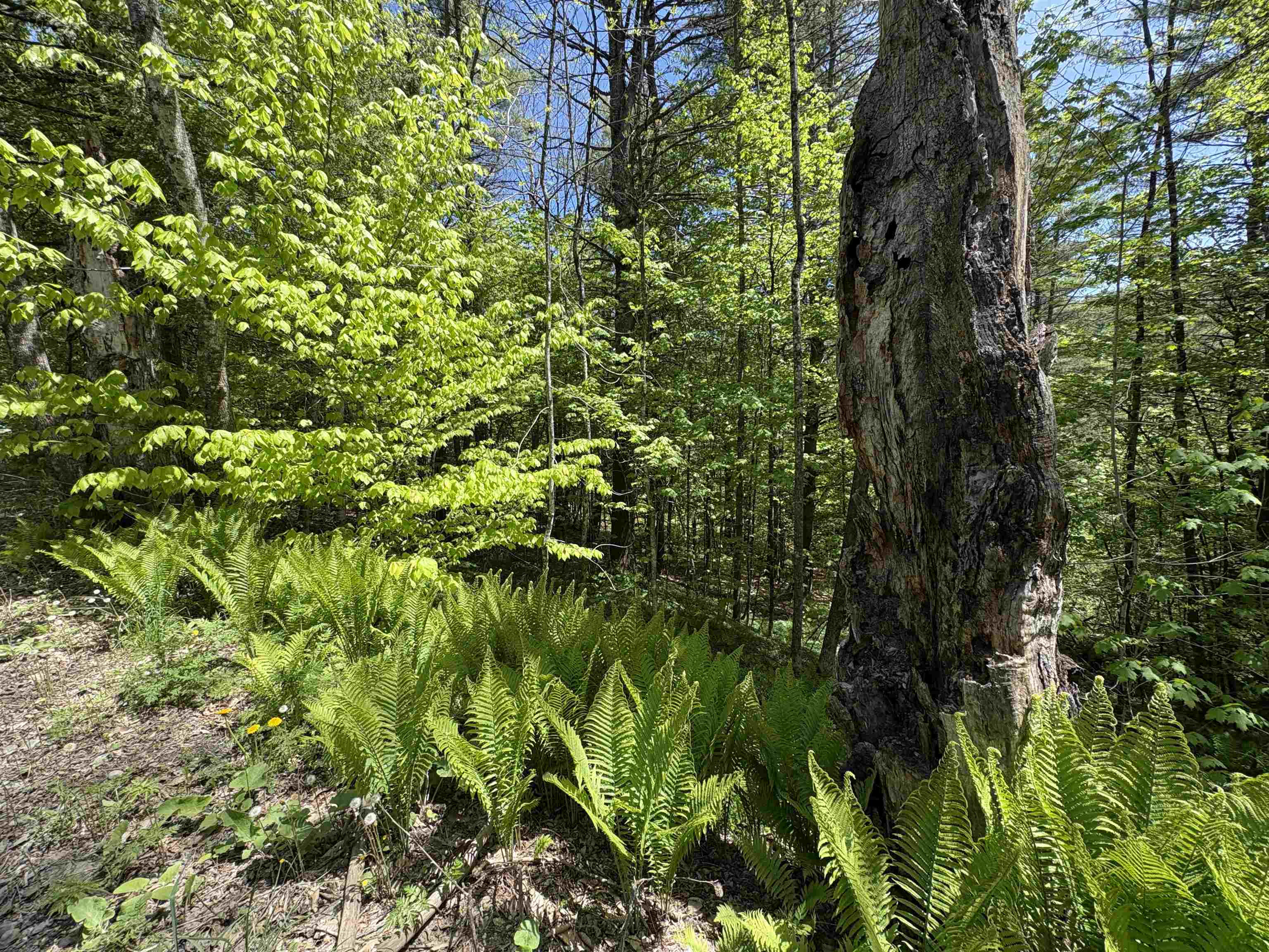 0 Bear Hill Road Randolph, VT 05060 - Photo 12 of 15