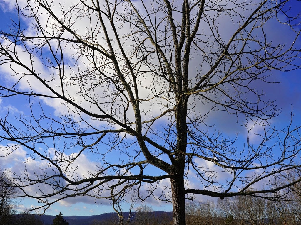892 Ward Branch Road Crockett, VA 24323 - Photo 41 of 50 Gallery Image 41