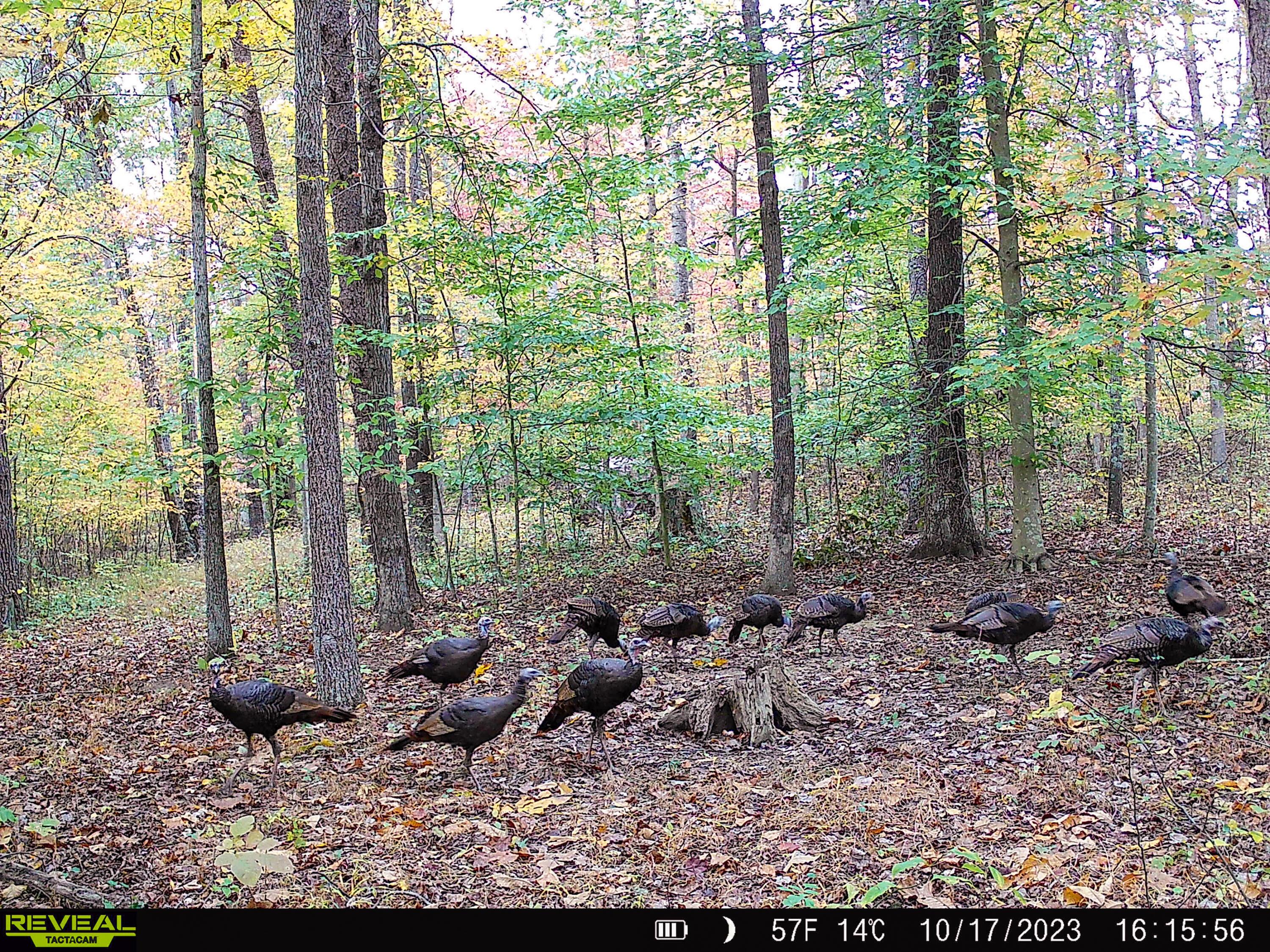 1725 Hull Road, Unit TRACT 4 WOODS WAYNE FOREST) Patriot, OH 45658 - Photo 10 of 45 20231017_201556000_iOS