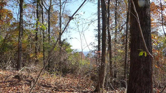 a view of outdoor space and green space