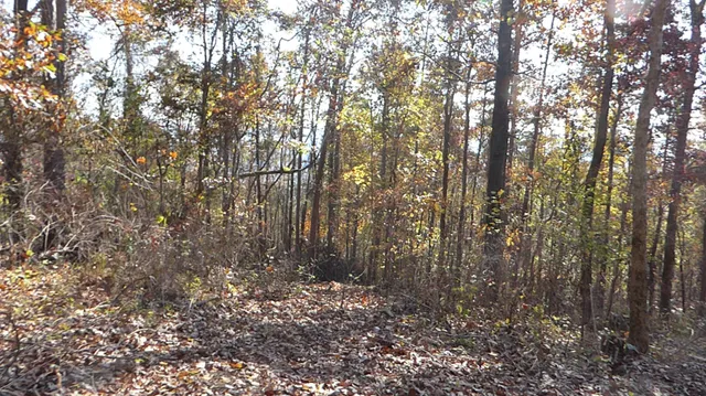 a view of a yard with trees