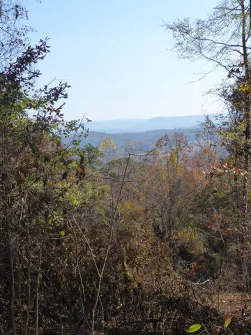 a view of a houses of a forest