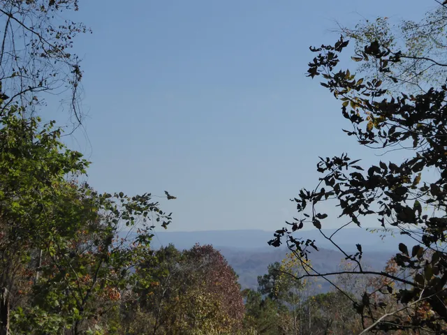view of a vase of flowers