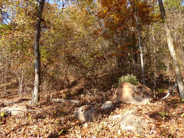a view of a forest with trees