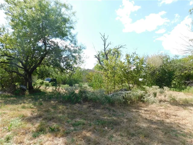 a view of a forest with trees in the background