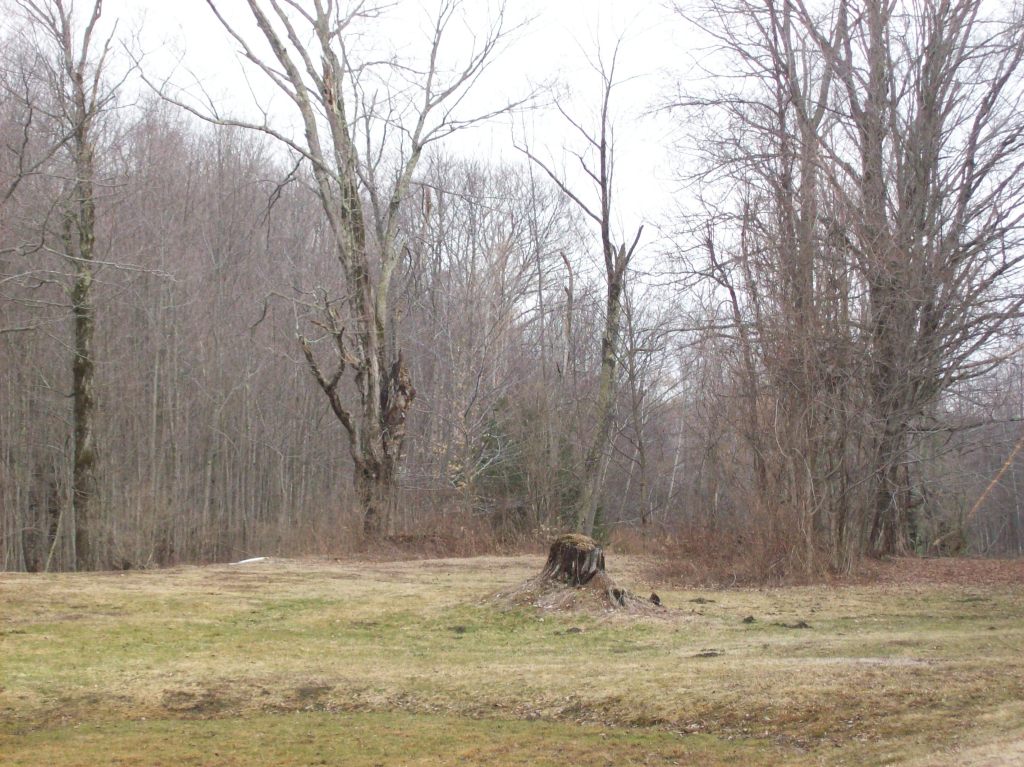 20 Bailey Road Lanesborough, MA 01237 - Photo 3 of 11 BaileyRearYard