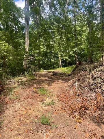 a view of a forest with trees