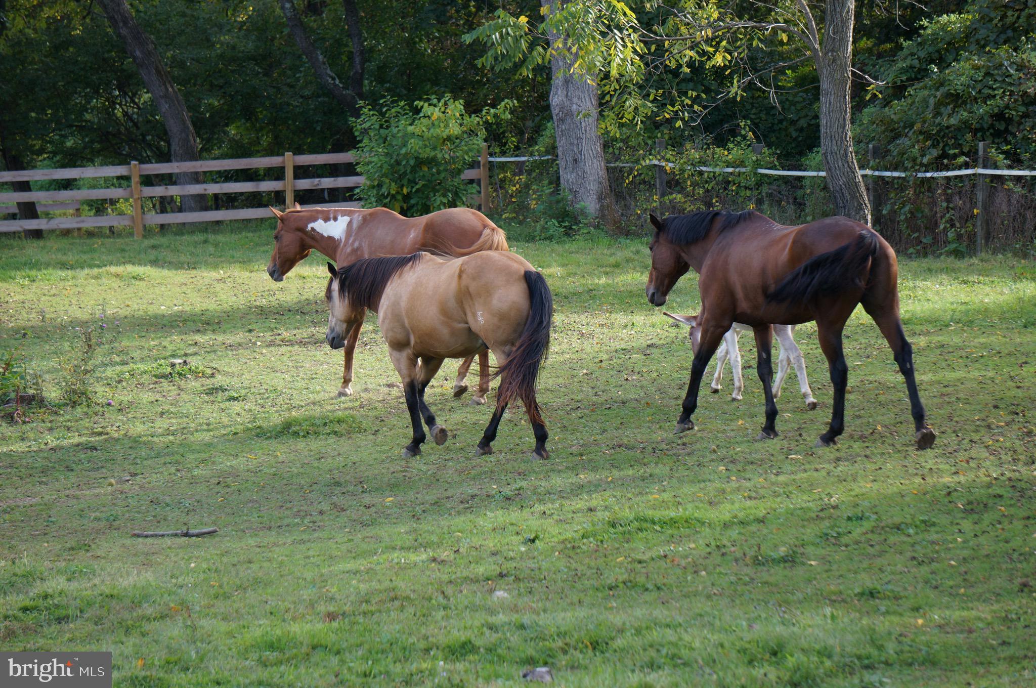 350 Fairview Road Glenmoore, PA 19343 - Photo 37 of 42 Pasture