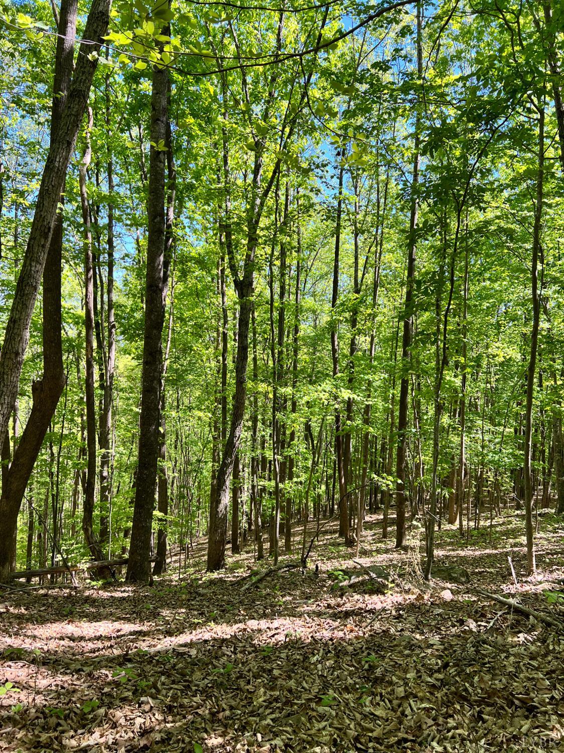 298 Braxton Ridge Road Amherst, VA 24521 - Photo 60 of 65 a view of a yard with large trees