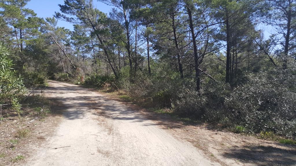 298 Woodill Road Carrabelle, FL 32322 - Photo 18 of 31 Gallery Image 18