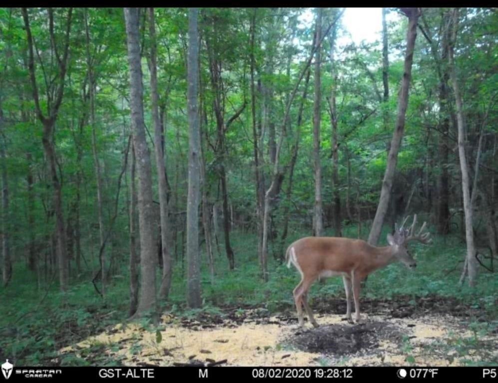 Lot 11 Hamilton-lee Road Lewisburg, KY 42256 - Photo 31 of 44 Gallery Image 31