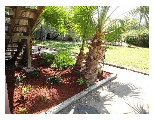 a view of a yard with plants and large trees