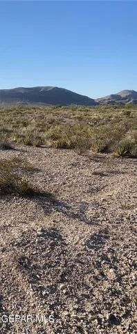 a view of a dry yard with trees
