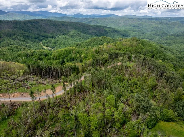 a view of a lush green forest with trees and some plants