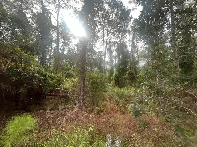 a view of a forest with trees