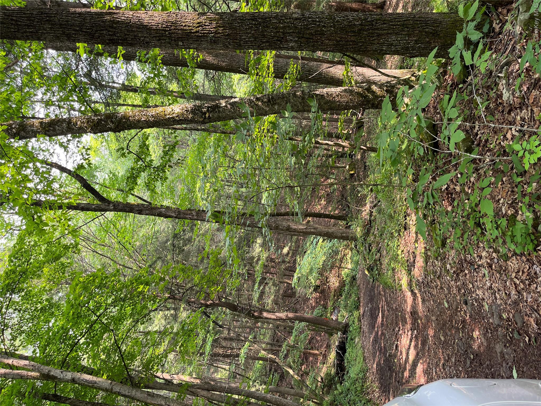 Hood Road Roscoe, NY 12776 - Photo 6 of 27 View of wooded area