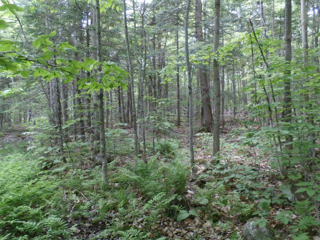 2 Lake Road Wilton, ME 04294 - Photo 3 of 25 P6120552