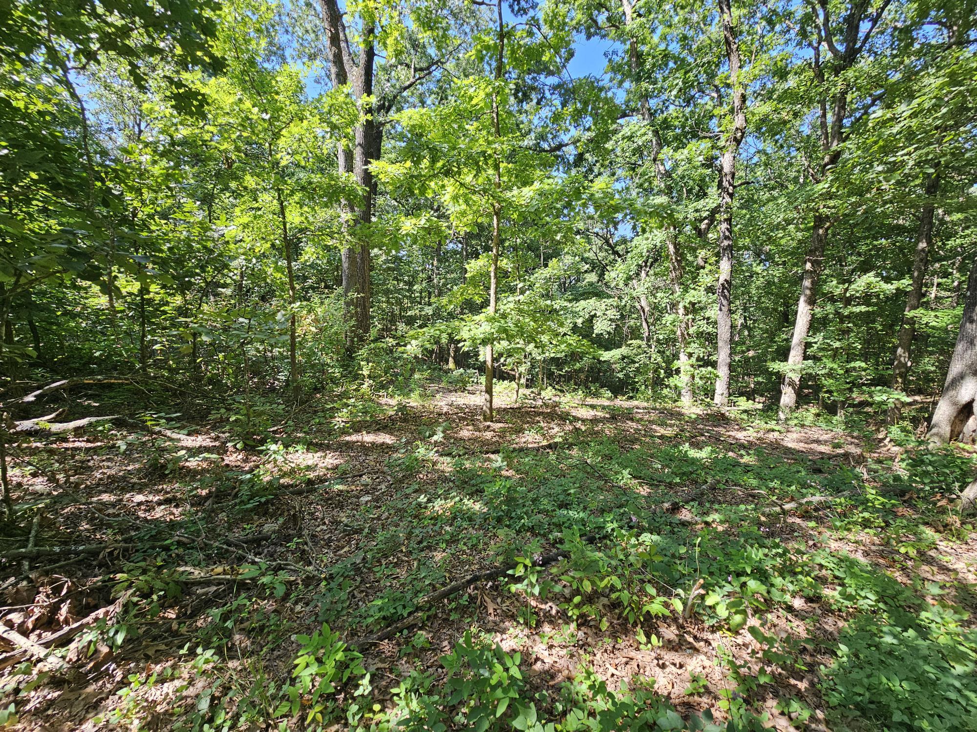 65-acres Plainview Road Anderson, MO 64831 - Photo 12 of 28 Plainview rd pic 4