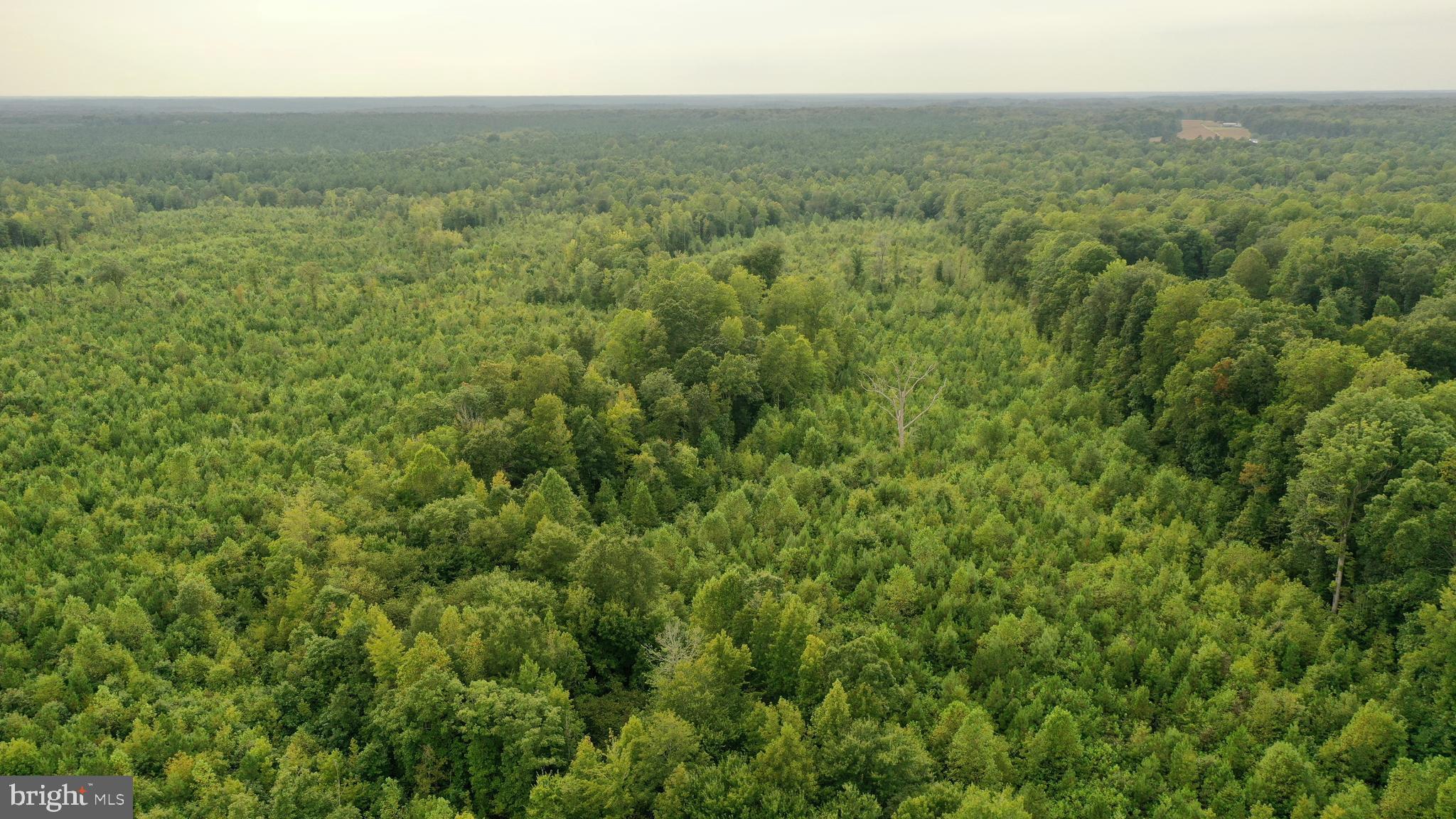 4698 Jericho Road Ruther Glen, VA 22546 - Photo 42 of 51