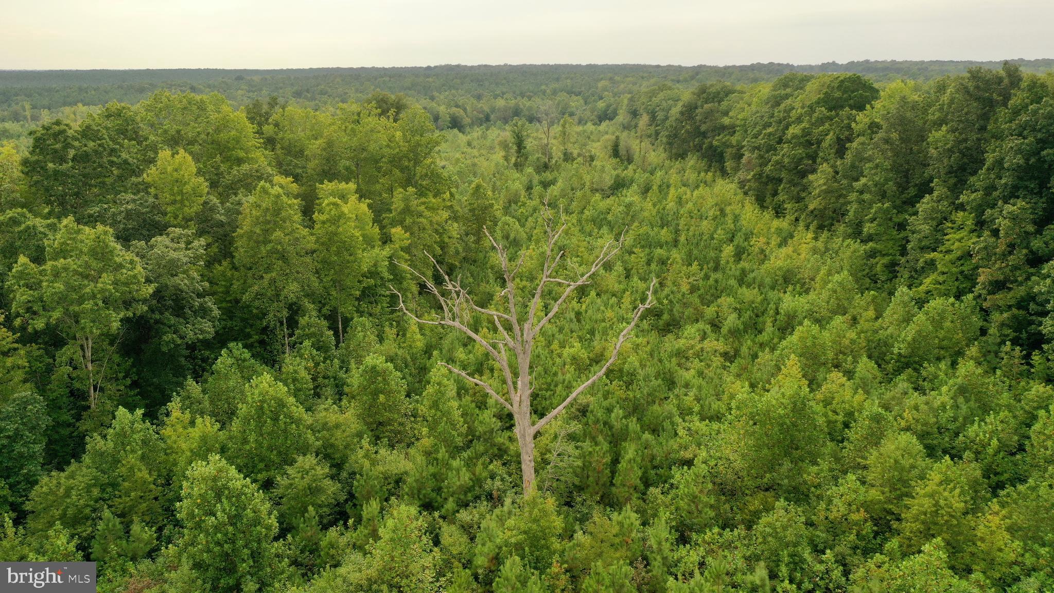 4698 Jericho Road Ruther Glen, VA 22546 - Photo 43 of 51