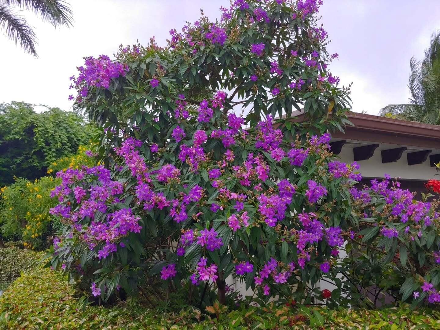 4201 Fillmore Street Hollywood, FL 33021 - Photo 16 of 27 From the Garden