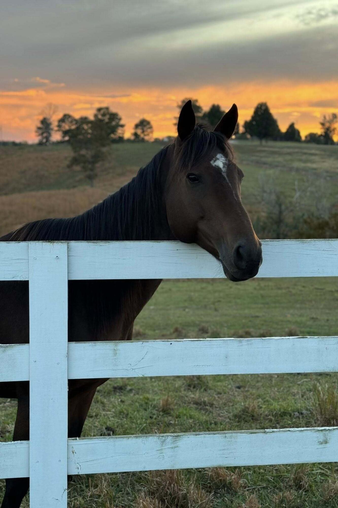0 Easome Road Altavista, VA 24517 - Photo 4 of 6 horse