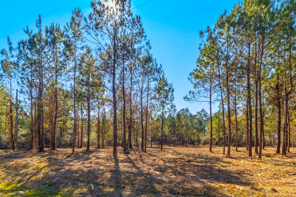 Tbd Luke Ford Road Wewahitchka, FL 32465 - Photo 10 of 32