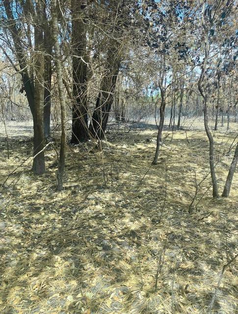 343 Southwest 156th Place Dunnellon, FL 34432 - Photo 3 of 3