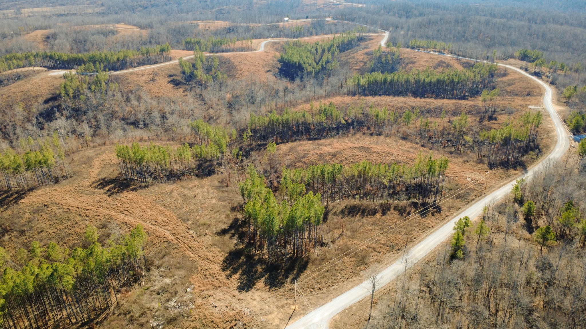 45 Saddleback Drive Dover, TN 37058 - Photo 23 of 25 a view of a yard with plants and large tree