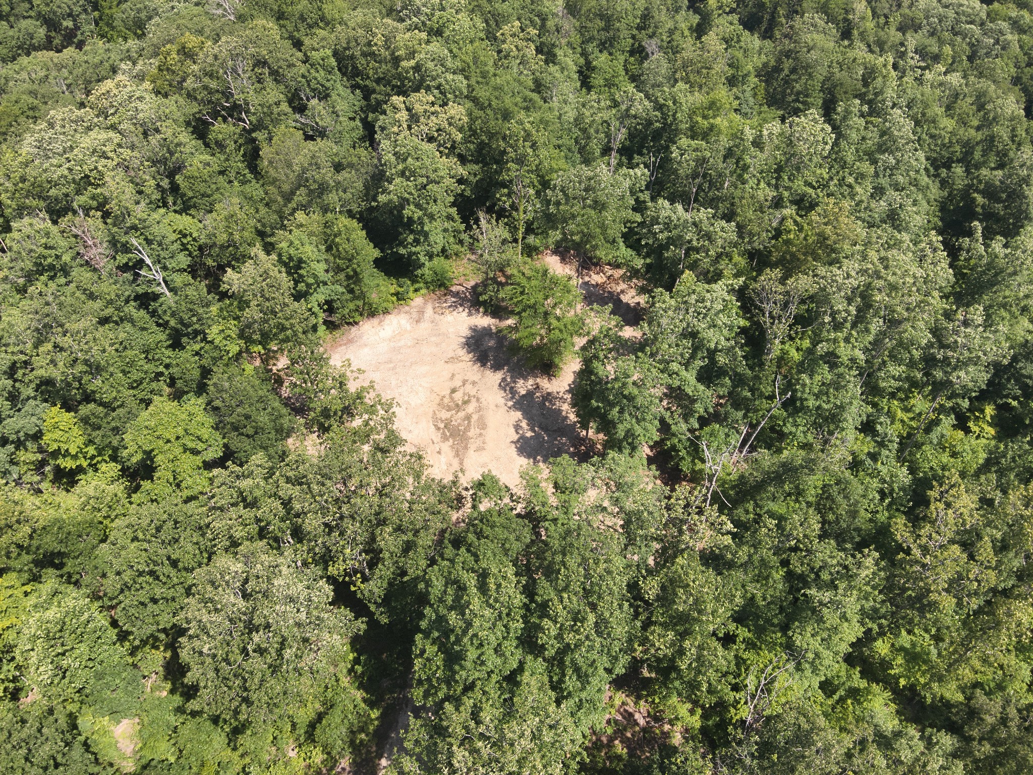 0 Bear Creek Road Waverly, TN 37185 - Photo 14 of 35 a view of a forest with a tree