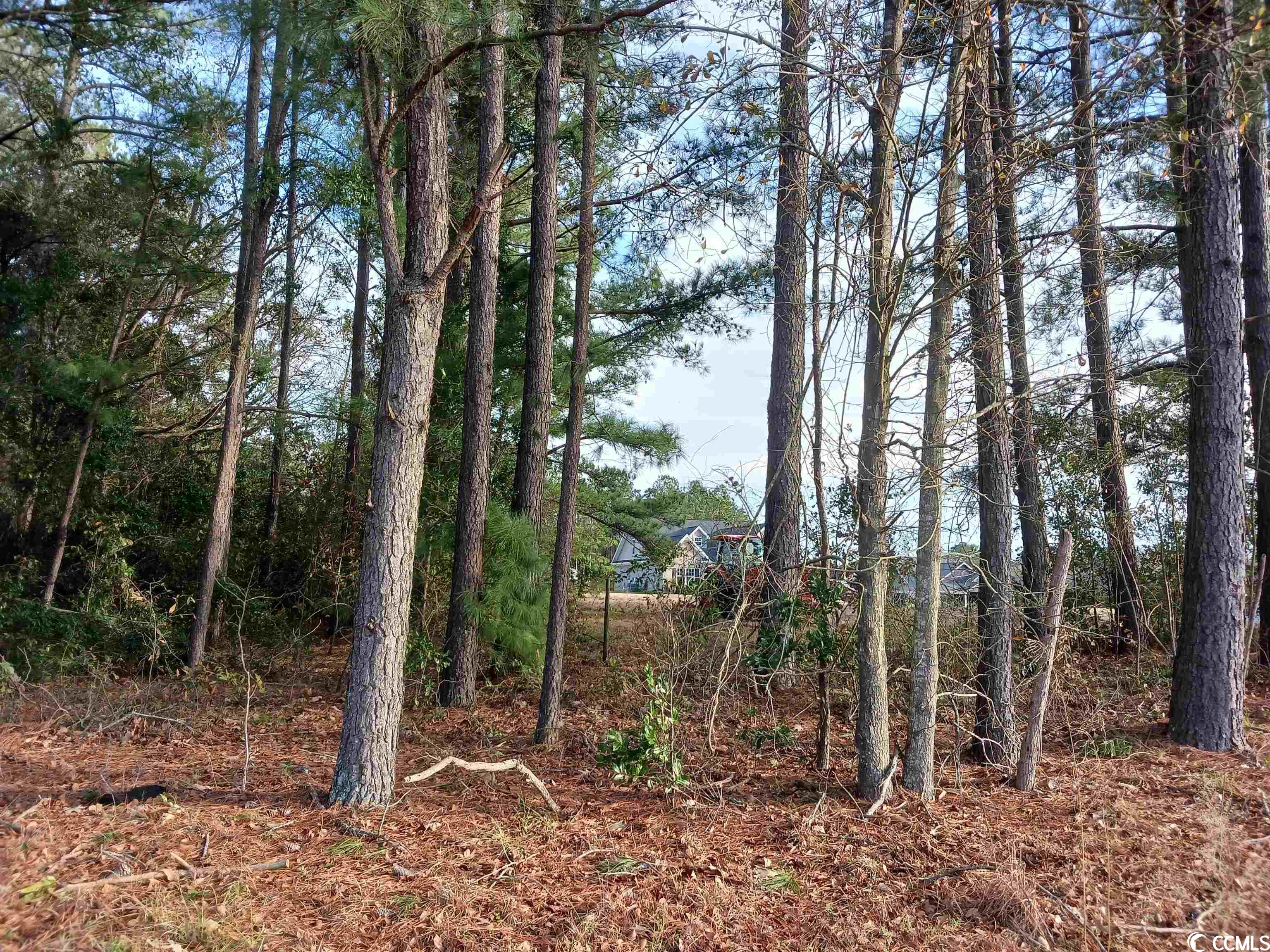 Tbd Bud Graham Road Galivants Ferry, SC 29544 - Photo 3 of 6 Gallery Image 3