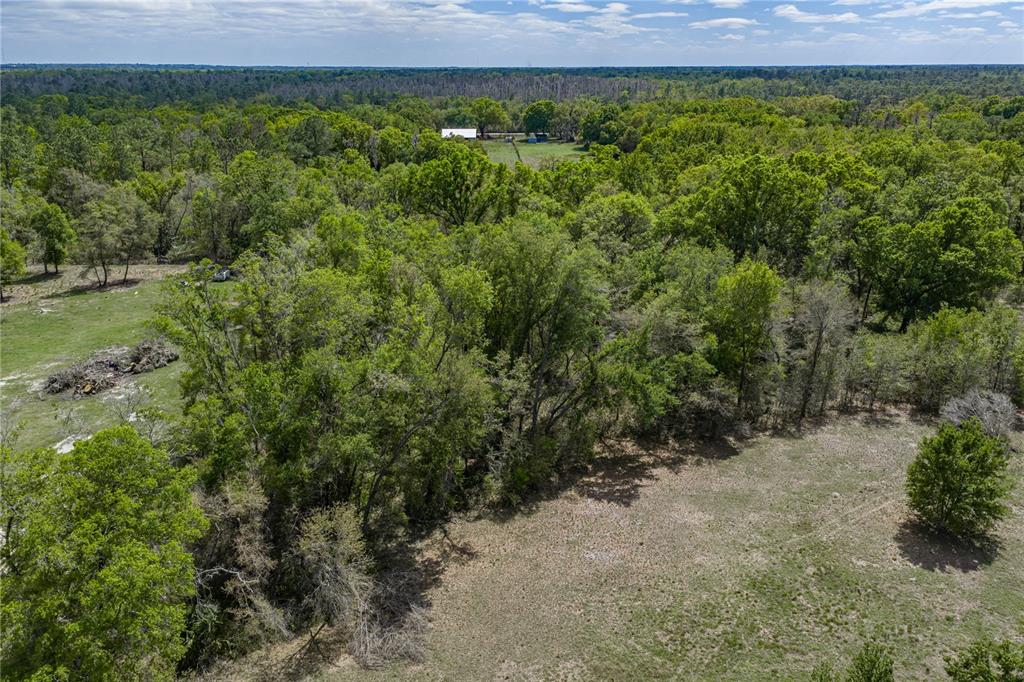 0 Clayton Road Kathleen, FL 33849 - Photo 13 of 41 a view of a lush green forest with lots of trees