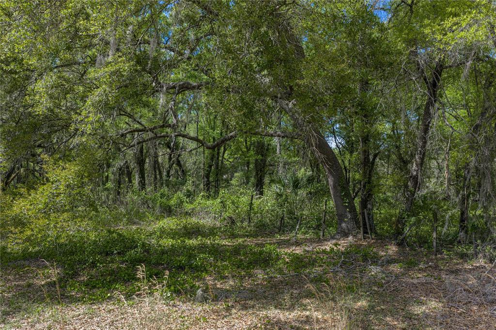 0 Clayton Road Kathleen, FL 33849 - Photo 31 of 41 a view of a lush green forest