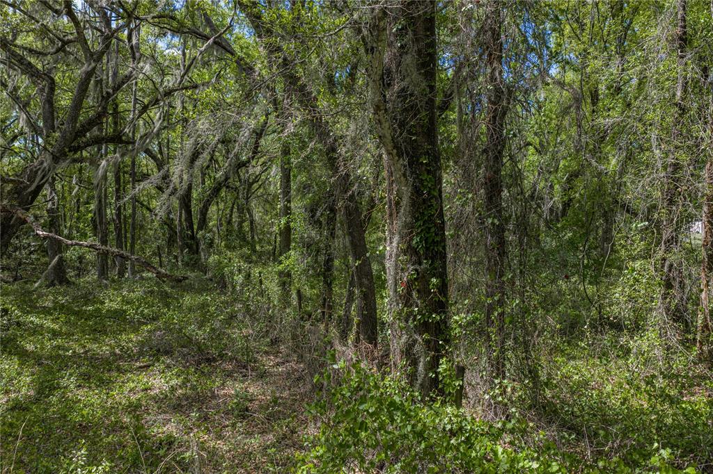 0 Clayton Road Kathleen, FL 33849 - Photo 32 of 41 a view of a lush green forest