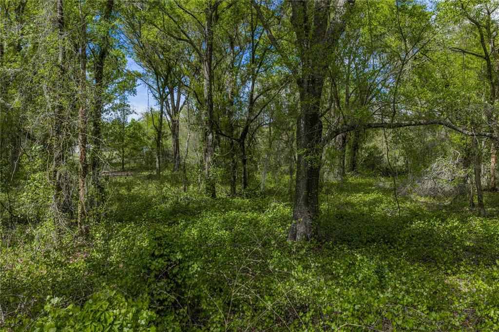 0 Clayton Road Kathleen, FL 33849 - Photo 33 of 41 a view of a lush green forest with lots of trees