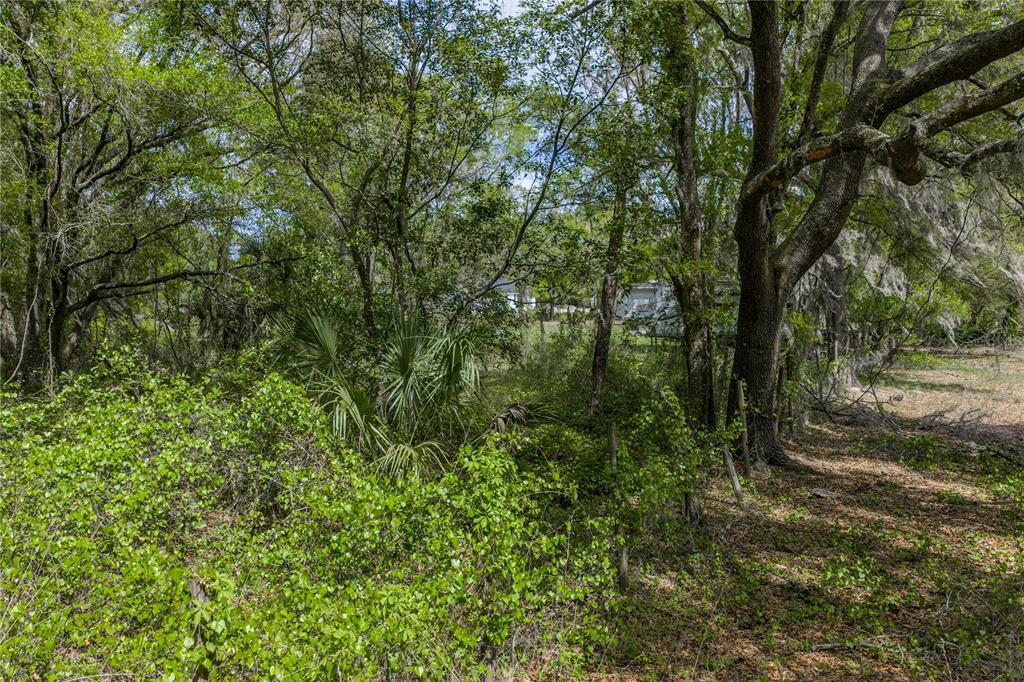 0 Clayton Road Kathleen, FL 33849 - Photo 34 of 41 a view of a forest with lots of trees