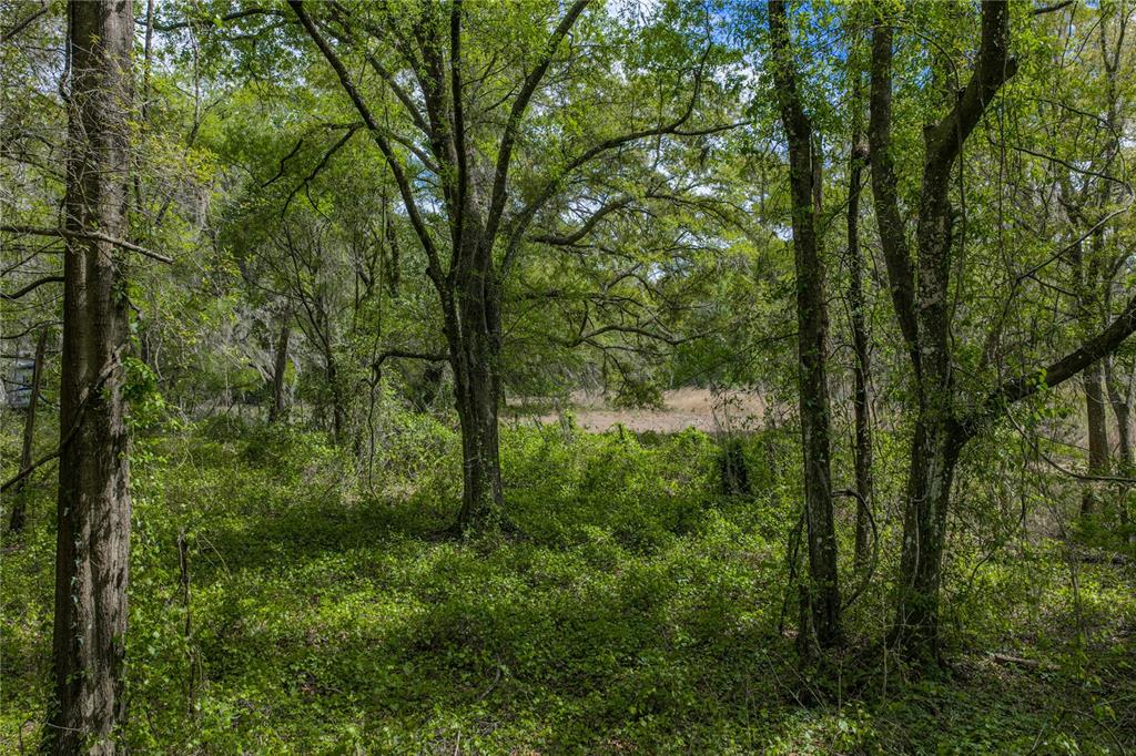 0 Clayton Road Kathleen, FL 33849 - Photo 36 of 41 a view of a forest with trees