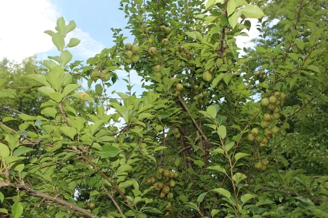 $599,000 | 4477 104th Avenue, Allegan, MI 49010