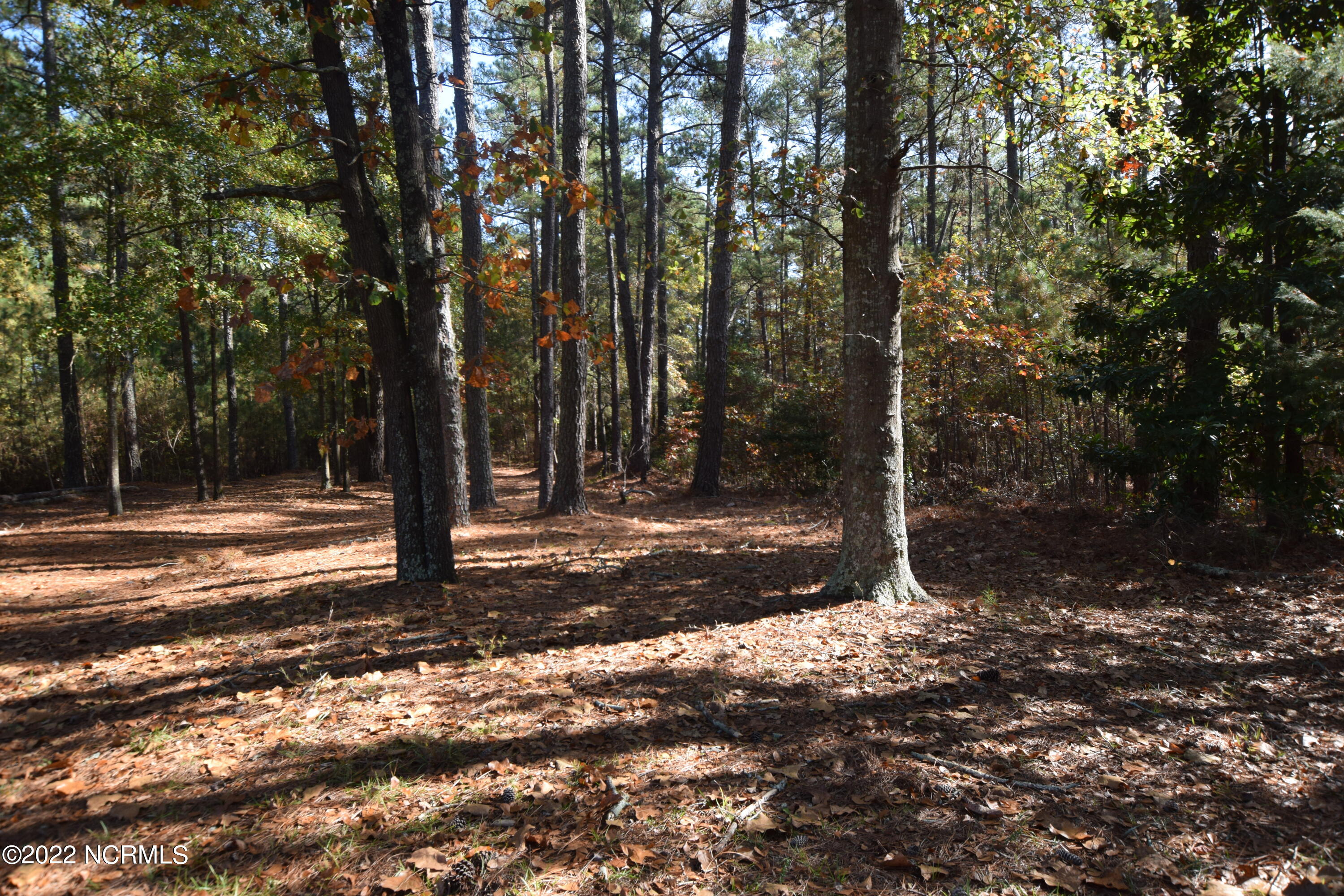 183 Eagle Branch Road Eagle Springs, NC 27242 - Photo 19 of 26 Wooded back yard