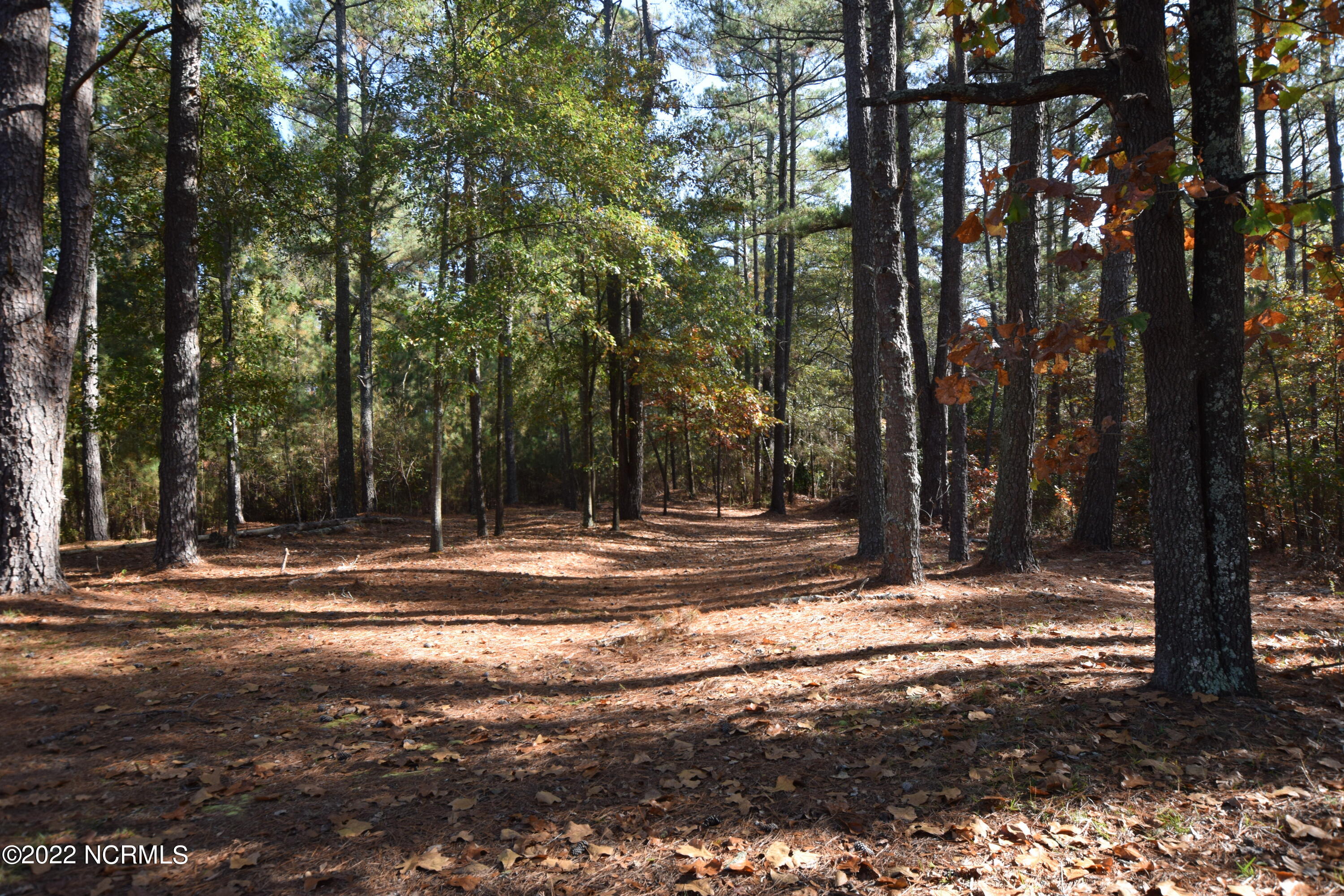 183 Eagle Branch Road Eagle Springs, NC 27242 - Photo 21 of 26 Wooded back yard