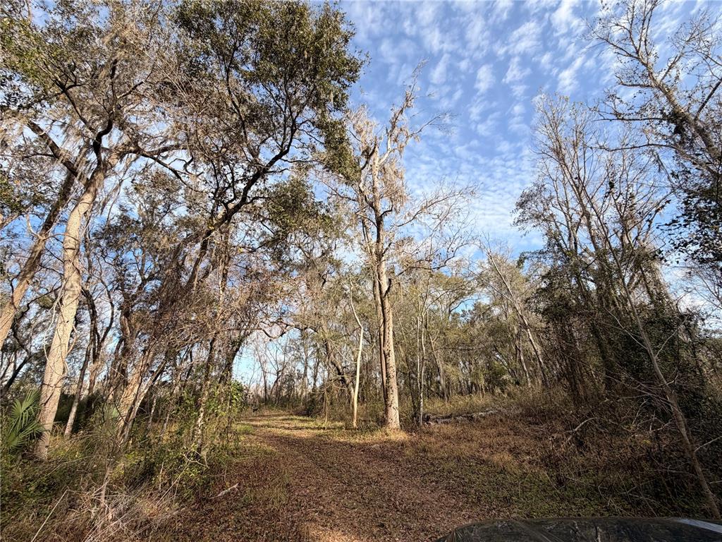 765 Sloans Ridge Road Groveland, FL 34736 - Photo 57 of 62 a view of dirt yard with a tree