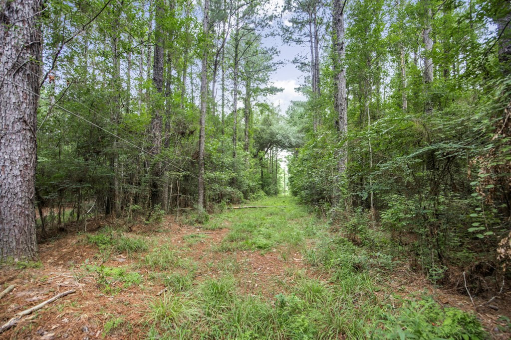 18222 Stoney Point Burch Road Greenwell Springs, LA 70739 - Photo 11 of 37 Photo 11