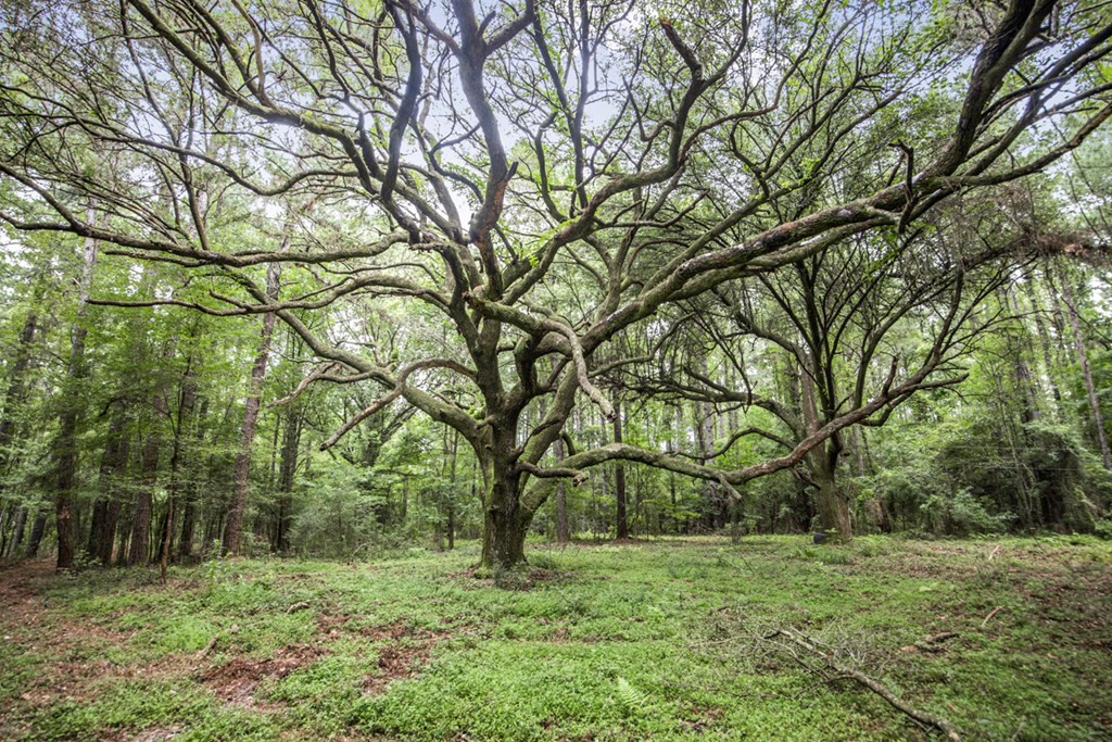 18222 Stoney Point Burch Road Greenwell Springs, LA 70739 - Photo 12 of 37 Photo 12
