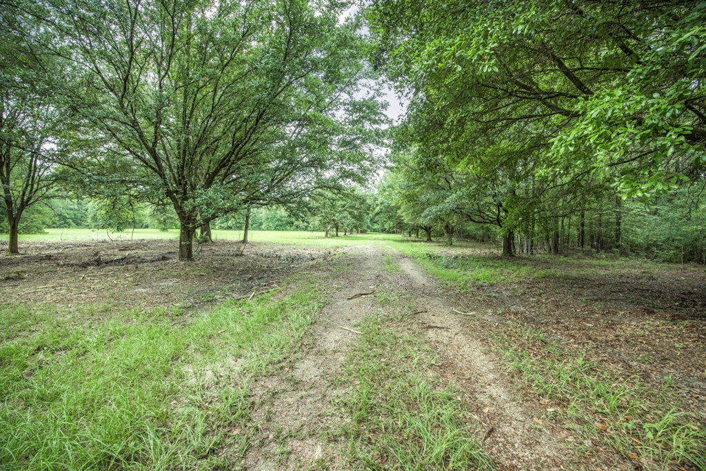 18222 Stoney Point Burch Road Greenwell Springs, LA 70739 - Photo 6 of 37 Photo 6