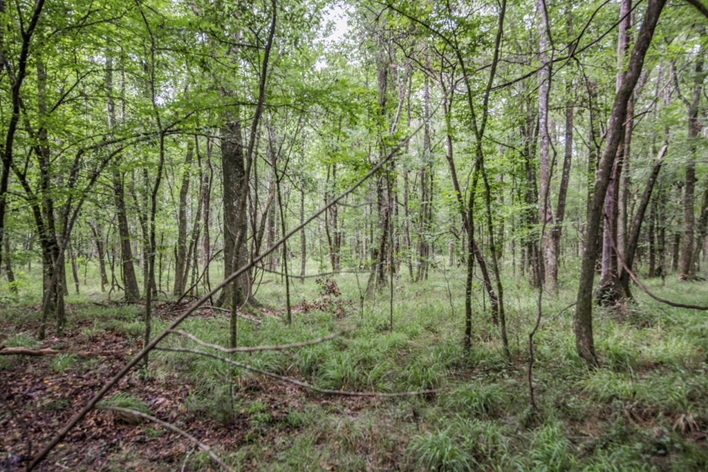 18222 Stoney Point Burch Road Greenwell Springs, LA 70739 - Photo 8 of 37 Photo 8