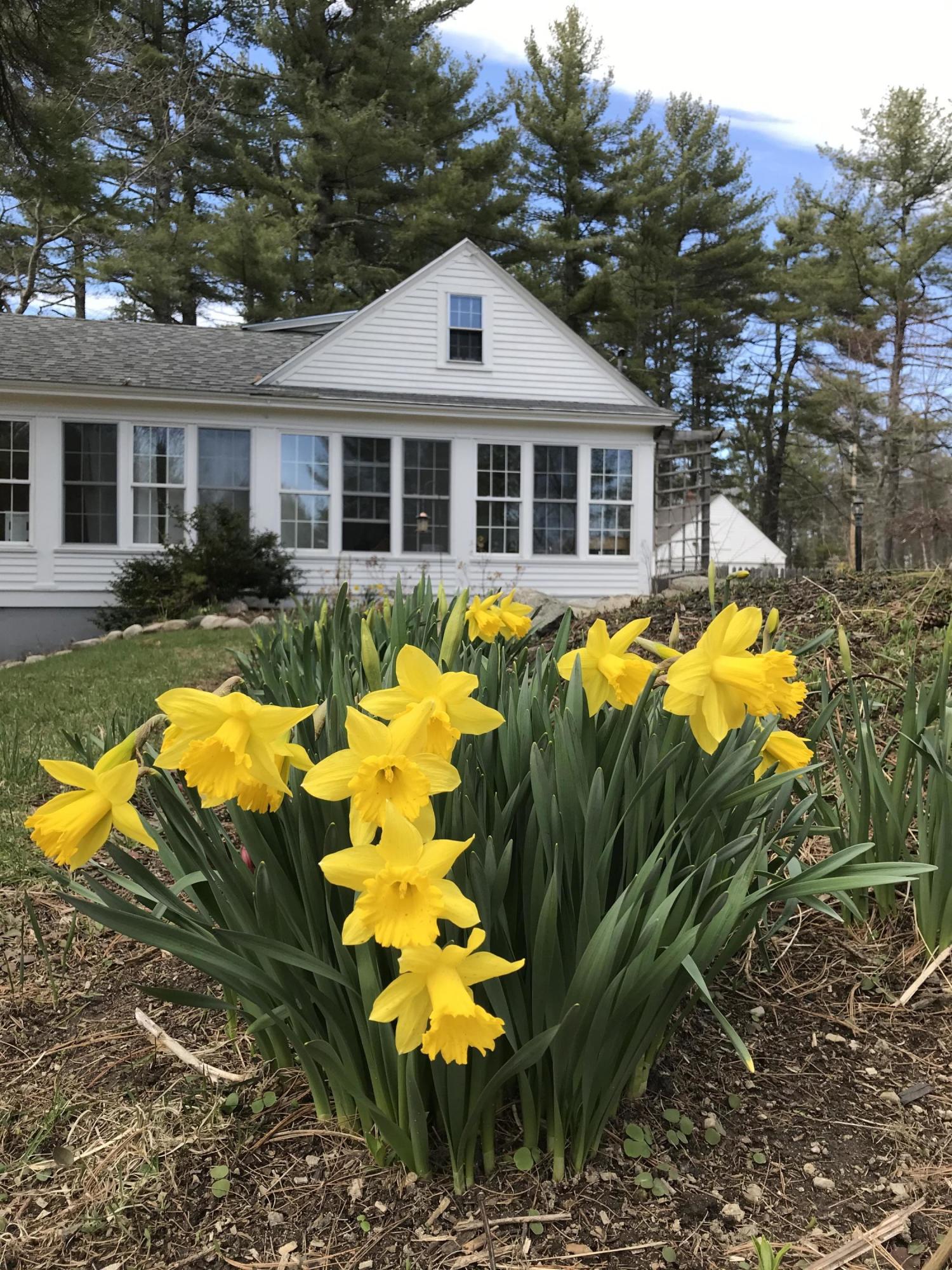 750 Fort Hill Road Gorham, ME 04038 - Photo 50 of 53 Gardens in Bloom