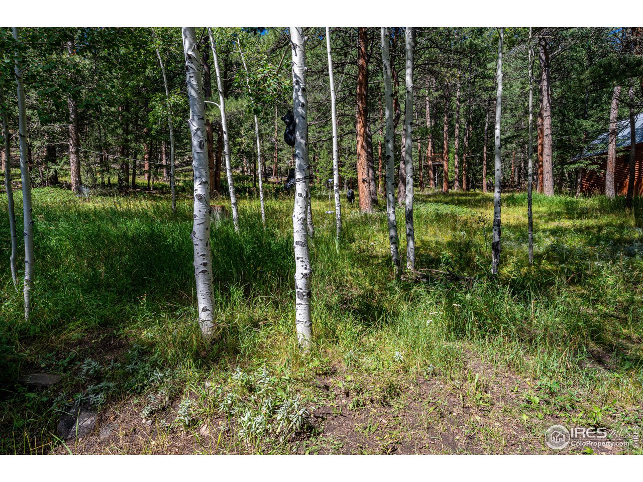 177 Cedar Drive Lyons, CO 80540 - Photo 30 of 39