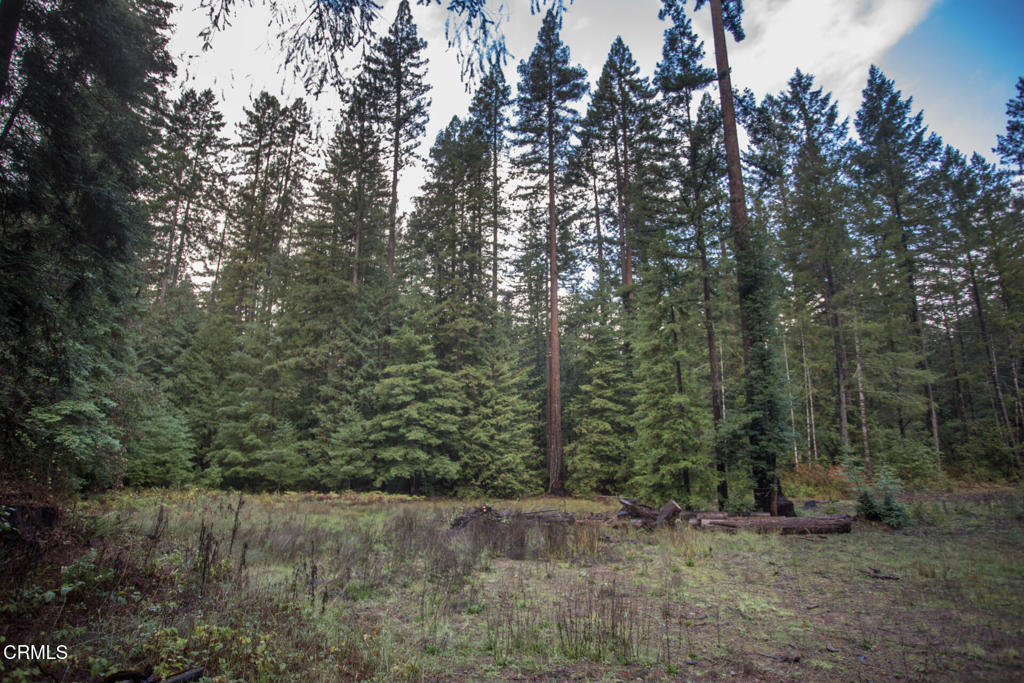 11091 Irmulco Road Willits, CA 95490 - Photo 15 of 42 a view of a forest with trees in the background