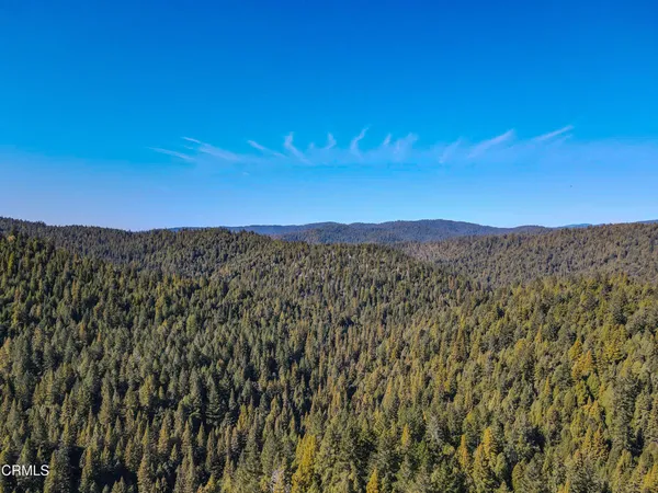 a view of a yard with plants and large trees