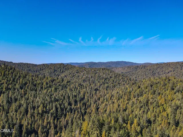 a view of a yard with plants and large trees